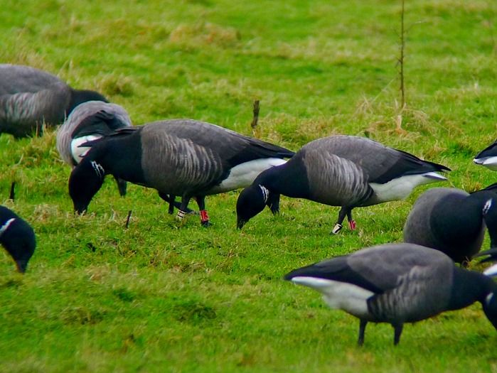 3 Brent geese (1024x769)