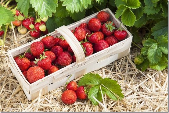 How To Grow Strawberries