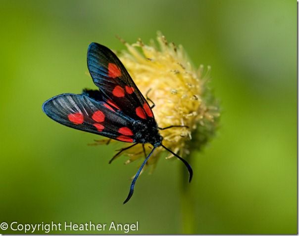 5 burnet moth feeding on a thistle in Dolomites