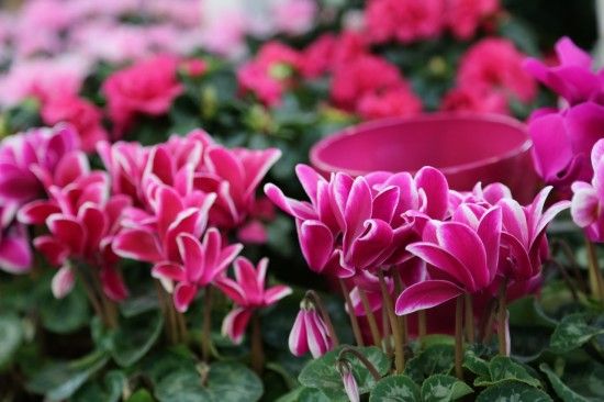 Cyclamen