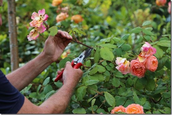 6 Deadheading roses 