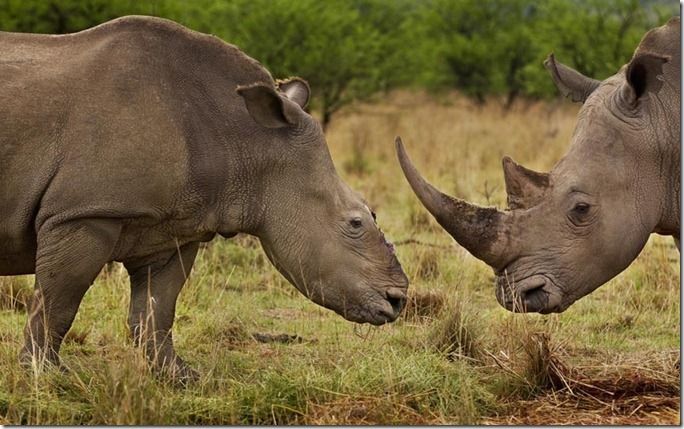 environment-rhino_2371836k