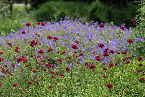 5 Knautia macedonica 2 (1024x683)