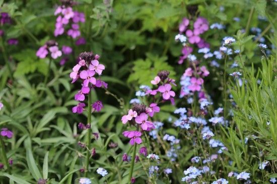 Erysimum 'Bowles Mauve' 