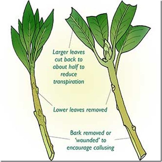 Hardwood cuttings, leaf bud cuttings, Leaf cuttings, Pipings, Propagation, Root Cuttings, Semi Ripe Cuttings, Softwood cuttings, taking cuttings, vegetative propagation, eye cuttings, grape vine, 