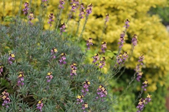 Erysimum linifolium