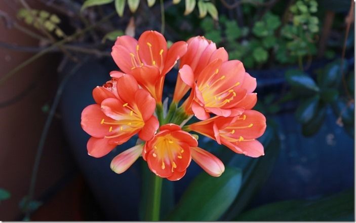 5 Clivia miniata