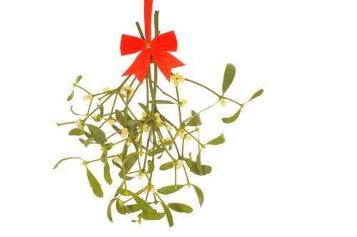 Mistletoe: traditions, harvest & growing your own - Plantura