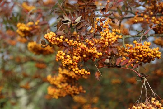 Sorbus aucuparia