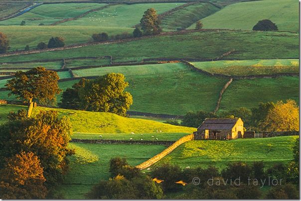 Morning light on the dry-stone walls and barns near Askrigg in Wensleydale, Yorkshire Dales National Park, England,  The Golden Hour, landscape photographer, landscape photography, Light, sunrise, sunset, visible light, online photography course 