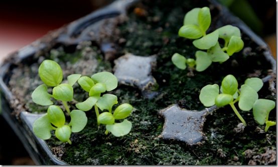 Basil seedlings