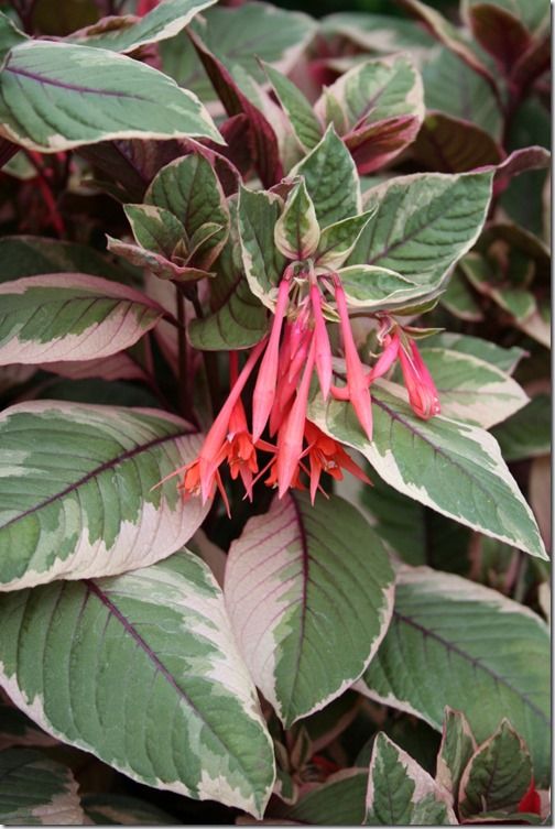  Fuchsia 'Firecracker' 