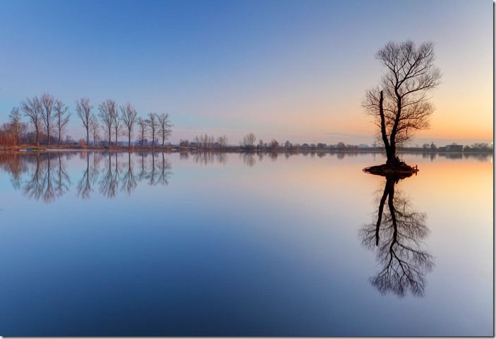 Alone tree in lake with color sky