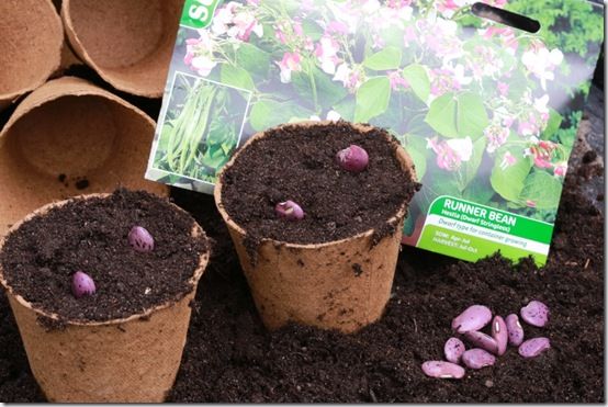 4 Sowing Runner Bean Hestia