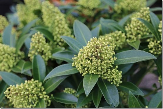 Skimmia x confusa 'Kew Green'