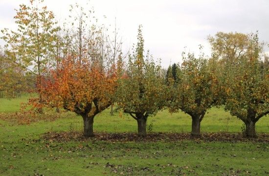 The Pear orchard