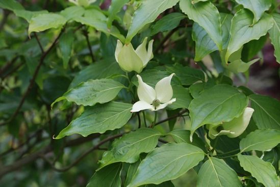 2 Cornus kousa (1280x853)