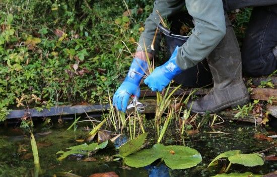 Cutting back marginal plants