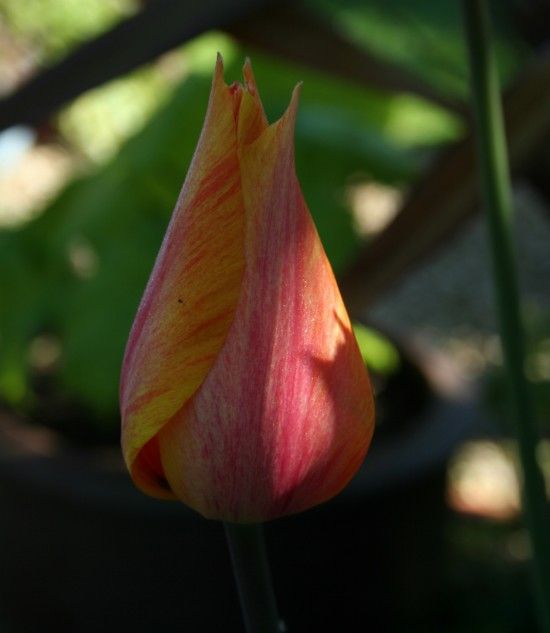 6 Tulip 'Temple of Beauty'