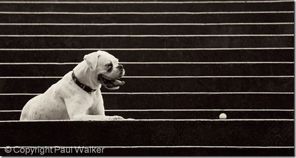 Boxer, dog, Framing, Hit Rate, Boost, Exposure, Focus, manual, lenses, Move, Light, keepers