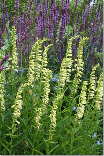 Digitalis lutea (2)