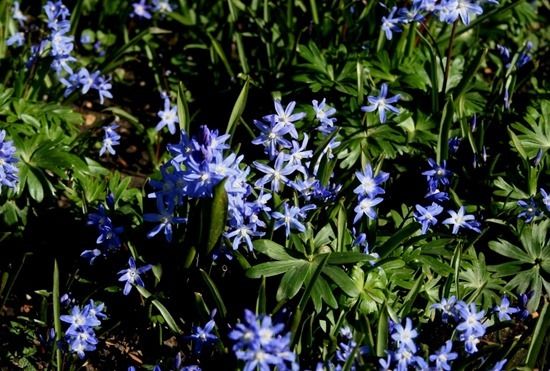 9 Chionodoxa forbessii