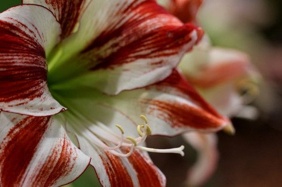 Hippeastrum Ambience