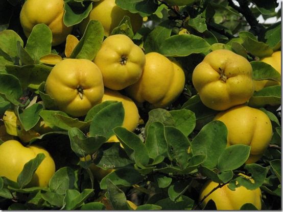 Quince, Fruit Tree Specification & Rootstocks Guide