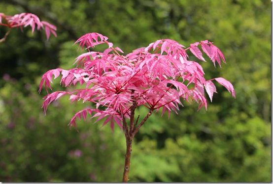 4 Toona sinensia 'Flamingo' 