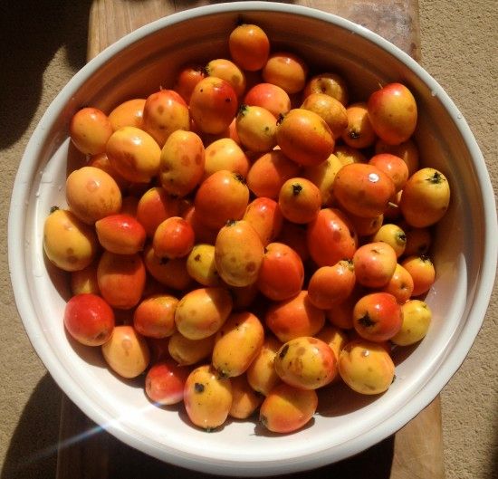 Crab apples