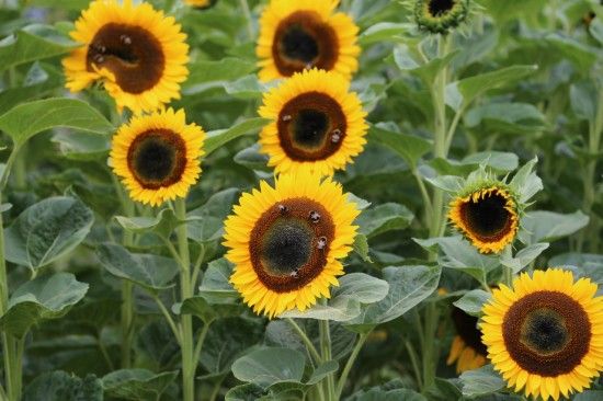 Sunflowers loved by bees