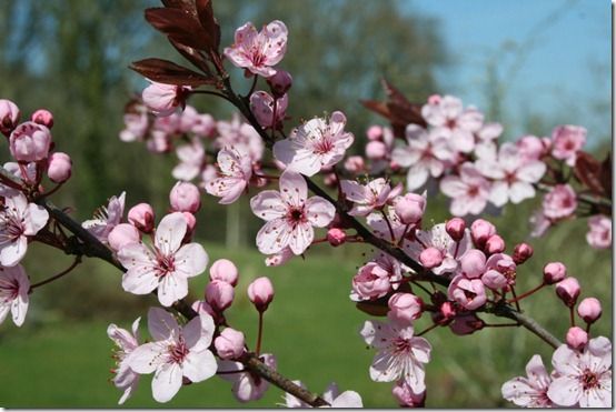 Prunus 'Spring Glow' 