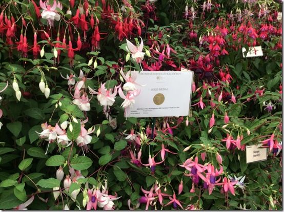 5 Gold medal winning fuchsias