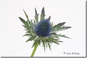 sea holly at f32