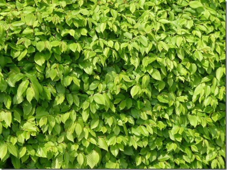 Carpinus-betulus