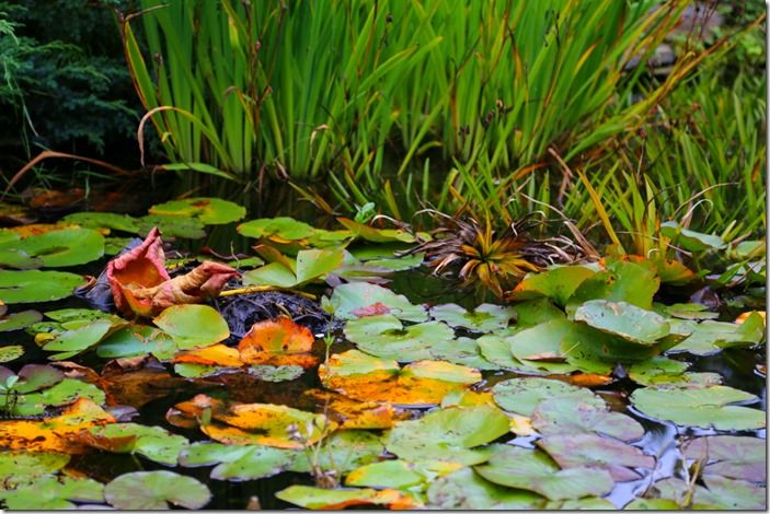 3 Overcrowded water plants (1280x853)