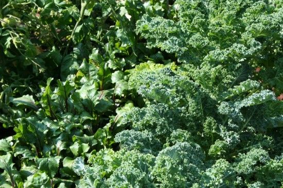 Kale and beetroot