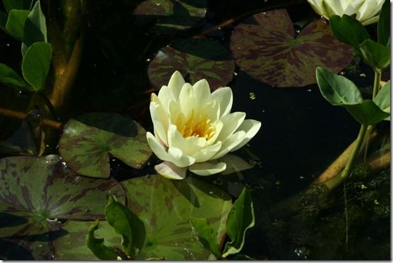 Nymphaea marliacea 'Chromatella' 2