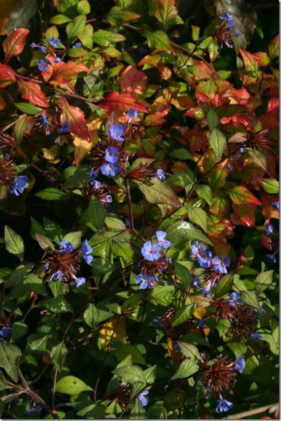 Ceratostigma willmottianum 2