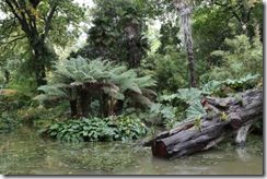 13. The swamp 