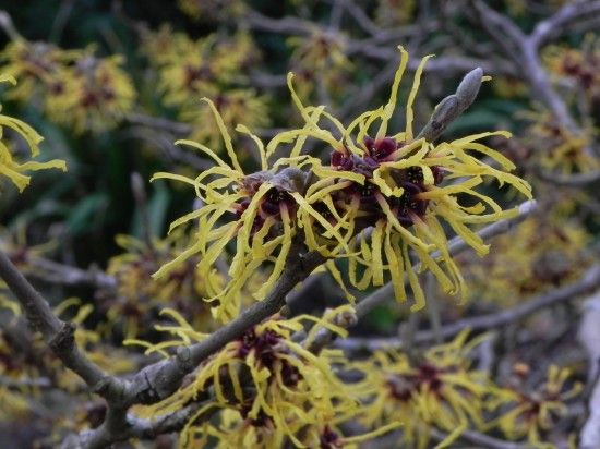 5 Hamamelis x intermedia 'Barmstedt Gold (1280x960)