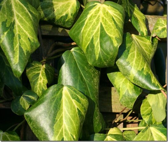 Hedera 'Sulphur Heart'