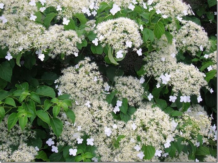 6 Hydrangea petiolaris