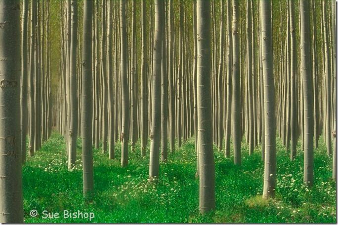 poplars horizontal