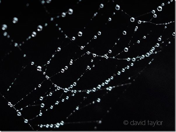 Cobweb covered in dew on an autumn morning, What’s The Differences Between a Compact and a DSLR Camera?, DSLR. Compact, system camera, 