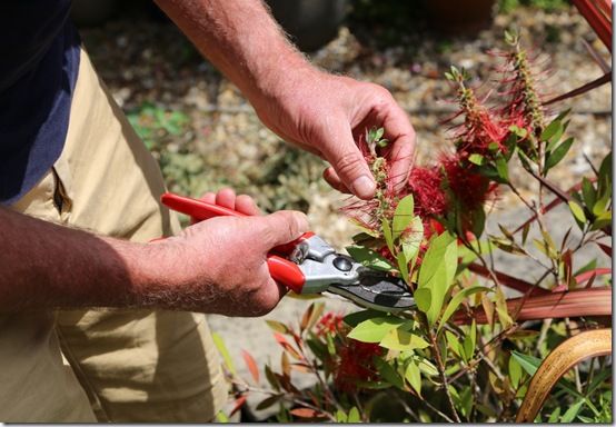 8 Deadheading callistemon 