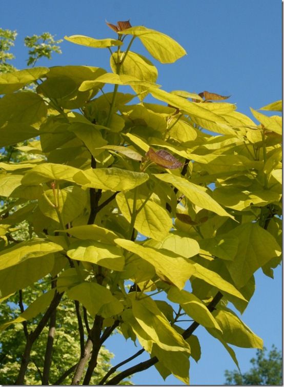 Catalpa bignoniodes 'Aurea'