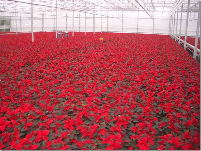 2 Poinsettias growing (1024x768)