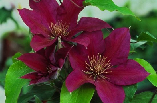 6 Clematis Picardy
