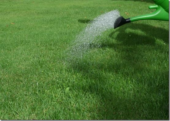 Applying lawn mosskiller